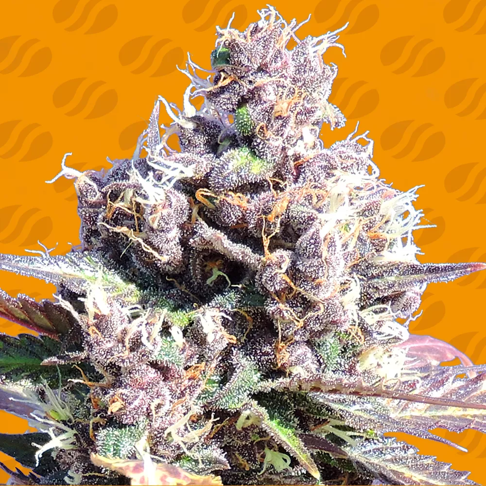 Buy Original Sensible Seeds Gelato FEM