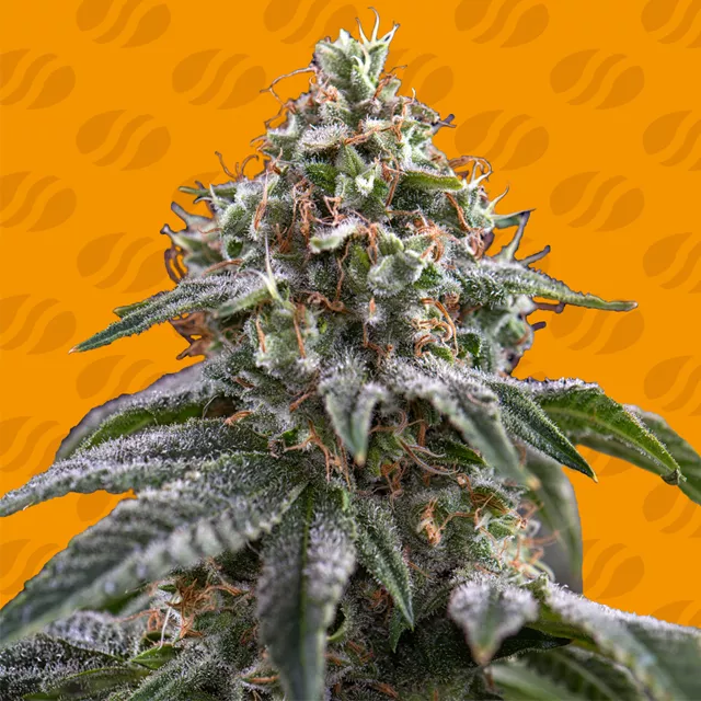 Buy Original Sensible Seeds Ghost Train Power FEM