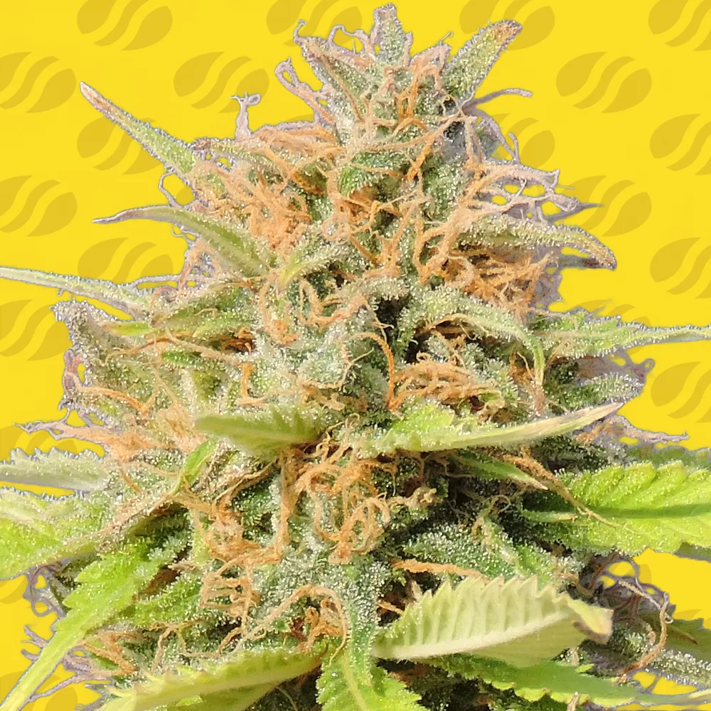 Buy Original Sensible Seeds Girl Scout Cookies Auto FEM