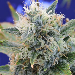 Buy Original Sensible Seeds Girl Scout Cookies FEM