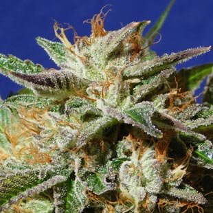 Buy Original Sensible Seeds Gorilla Cookies FEM