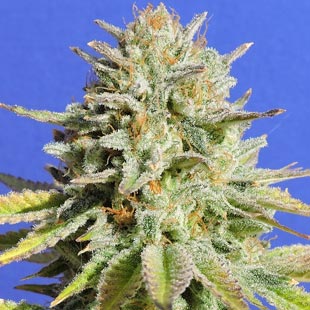 Buy Original Sensible Seeds Gorilla Glue 4 FEM