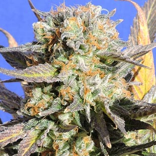 Buy Original Sensible Seeds Grandaddy Black FEM