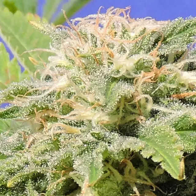 Buy Original Sensible Seeds Kali AK FEM