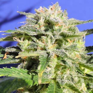 Buy Original Sensible Seeds Lemonberry Haze Auto FEM