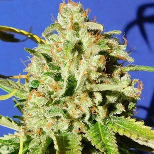 Buy Original Sensible Seeds Orange Diesel Auto FEM