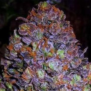 Buy Original Sensible Seeds Purple Haze Auto FEM