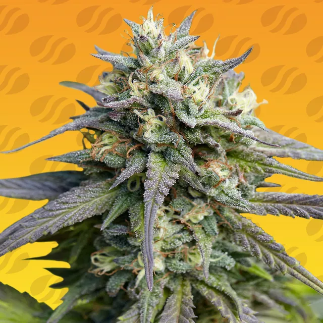 Buy Original Sensible Seeds Strawberry Banana Fast FEM