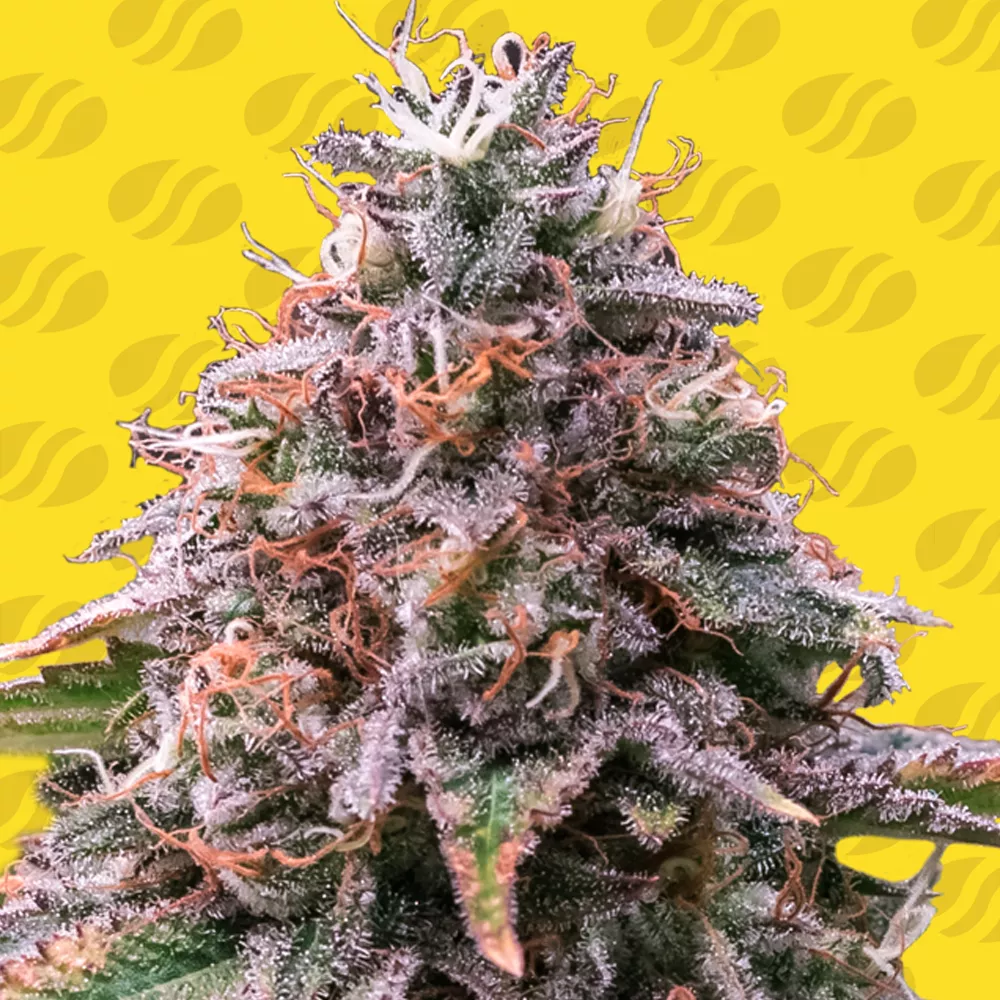 Buy Original Sensible Seeds Strawberry Pie Auto FEM