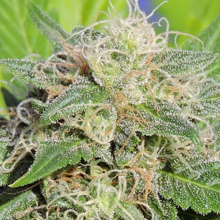 Buy Original Sensible Seeds Super Auto Lemon Haze FEM