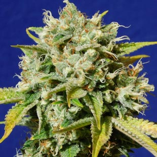 Buy Original Sensible Seeds Sweet Peach Auto CBD FEM