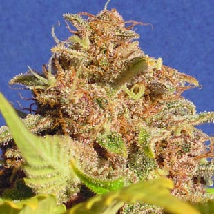 Buy Original Sensible Seeds Wedding Cake Auto FEM