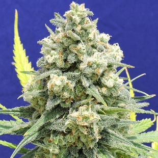 Buy Original Sensible Seeds White Critical FEM