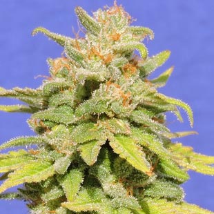 Buy Original Sensible Seeds White Crystal Meth Auto FEM