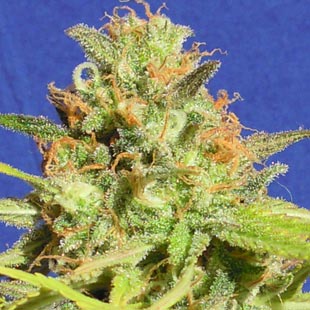 Buy Original Sensible Seeds Zkittlez Auto FEM