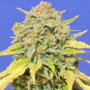 Buy Original Sensible Seeds Zkittlez FEM