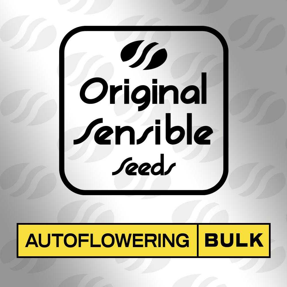 Devil XXL Auto