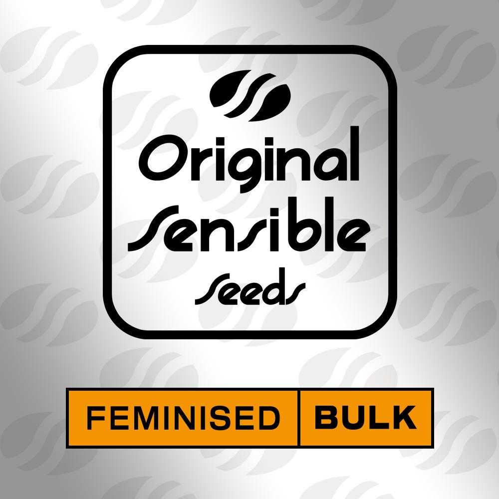 Purple Thai | Feminised Bulk Seeds