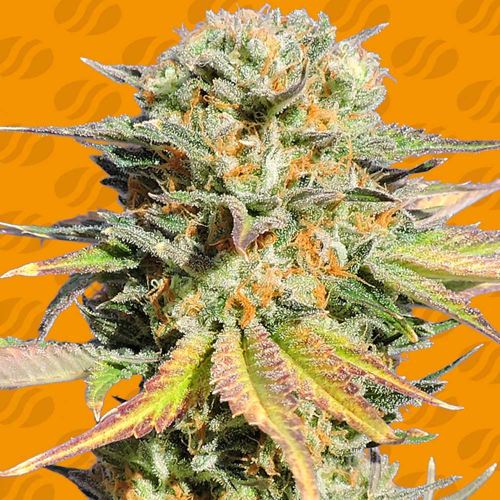 Bruce Banner 3