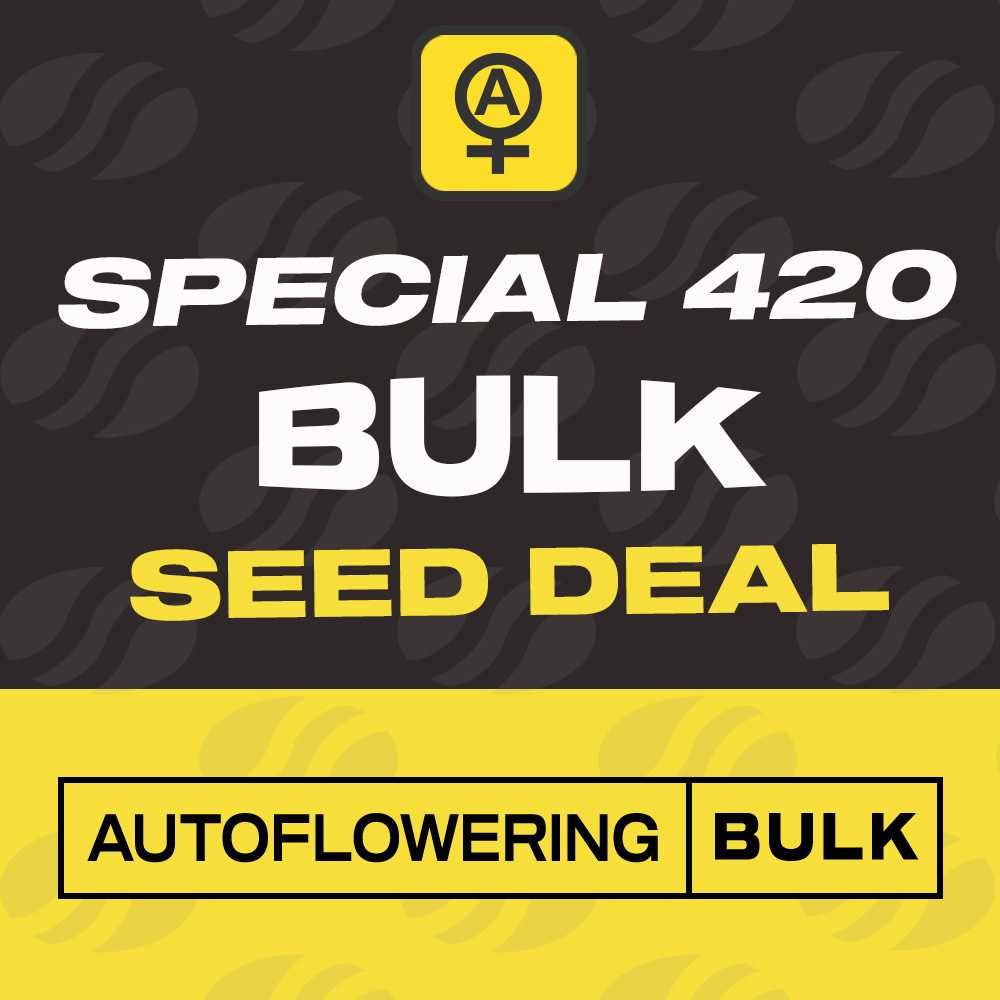 Colorado Cookies XL Bulk Autoflower Seeds